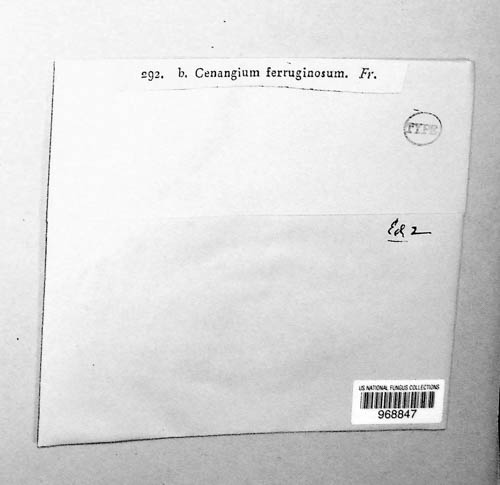Cenangium image